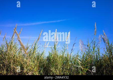 Gracieuse Phragmites australis contre un ciel serein de l'Alentejo, symbole de beauté naturelle et de tranquillité. Banque D'Images