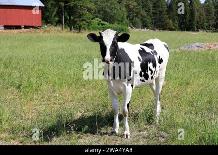 Jeune, curieuse vache Holstein-Frise debout sur un champ de bétail herbeux vert par une journée ensoleillée d'été. Banque D'Images