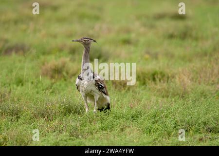 Outarde Kori (Ardeotis kori). Ce grand oiseau habite les plaines à herbes courtes dans l'ensemble de l'Afrique orientale et australe. Il peut atteindre plus de un mètre de hauteur Banque D'Images