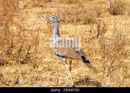 Outarde Kori (Ardeotis kori). Ce grand oiseau habite les plaines à herbes courtes dans l'ensemble de l'Afrique orientale et australe. Il peut atteindre plus de un mètre de hauteur Banque D'Images