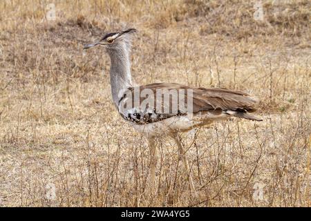 Outarde Kori (Ardeotis kori). Ce grand oiseau habite les plaines à herbes courtes dans l'ensemble de l'Afrique orientale et australe. Il peut atteindre plus de un mètre de hauteur Banque D'Images