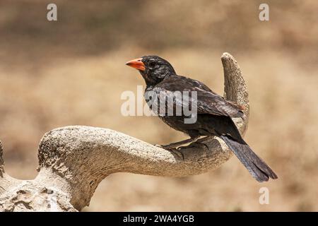 Le tisserand à bec rouge (Bubalornis niger) est une espèce d'oiseau de la famille des Ploceidae. On le trouve en Afrique orientale et australe. C'est naturel Banque D'Images