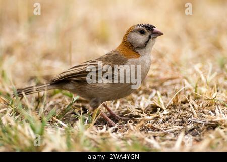 Tisserand tacheté (Sporopipes frontalis) sur le sol Un petit tisserand distinctif ressemblant à un moineau. La couronne est noire avec des taches blanches, le bac Banque D'Images