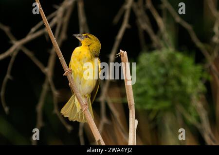 Le tisserand masqué vitellin (Ploceus vitellinus). Parc national du Serengeti, Tanzanie. Banque D'Images