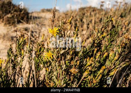 Le samphire doré (Limbarda cristmoides) est une espèce côtière vivace, que l'on peut trouver sur les marais salés ou les falaises marines à travers l'ouest et s Banque D'Images