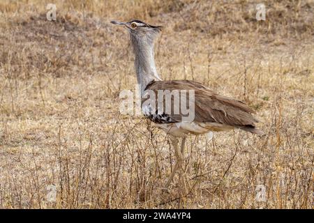 Outarde Kori (Ardeotis kori). Ce grand oiseau habite les plaines à herbes courtes dans l'ensemble de l'Afrique orientale et australe. Il peut atteindre plus de un mètre de hauteur Banque D'Images