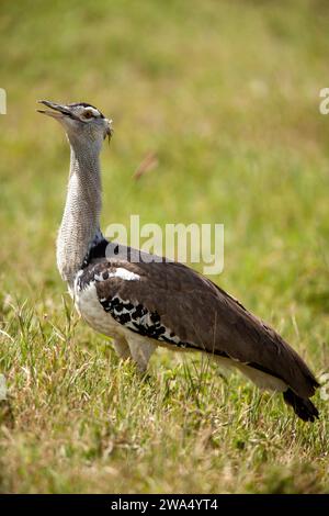 Outarde Kori (Ardeotis kori). Ce grand oiseau habite les plaines à herbes courtes dans l'ensemble de l'Afrique orientale et australe. Il peut atteindre plus de un mètre de hauteur Banque D'Images