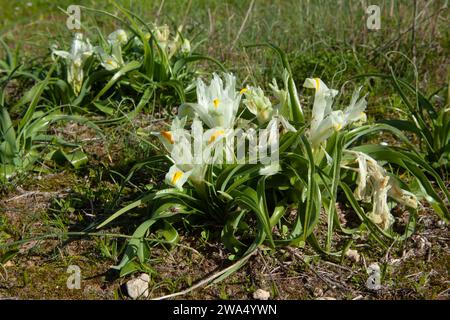Iris de Palestine (Iris palaestina) (alias Iris israélien) fleur de printemps blanche, photographiée sur le mont Gilboa, Israël en janvier Banque D'Images