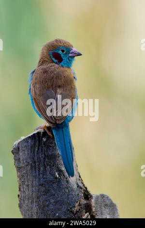 Cordon-bleu à joues rouges (Uraeginthus bengalus) sur une bûche. Photographié au Kenya, Afrique. Le cordon-bleu à joues rouges ou le cordonbleu à joues rouges (Uraegin Banque D'Images