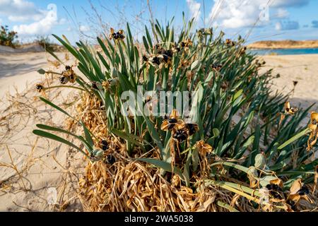 Jonquille de mer, lis de pancratium (pancratium maritimum) sur la côte méditerranéenne, israël en décembre Banque D'Images