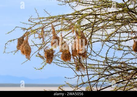 Nids du tisserand masqué du sud (Ploceus velatus), ou tisserand masqué africain, Banque D'Images