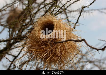 Nid du tisserand à brun blanc (Plocepasser mahali). Ce petit oiseau chanteur (passereau) forme des colonies bruyantes dans les arbres épineux où il tisse son Banque D'Images