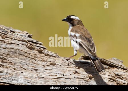 Bruant à sourcils blancs (Plocepasser mahali weaver). Ce petit passereau (songbird) forme des colonies bruyantes dans les ronciers où elle tisse son nid. Il li Banque D'Images