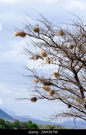 Les nids du tisserand à tête blanche ou tisserand à tête blanche (Dinemellia dinemelli) sont une espèce d'oiseau passine de la famille des Ploceid Banque D'Images