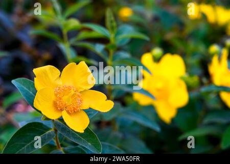 Gros plan d'une floraison jaune - orange Buttercup en octobre à Budapest, Hongrie Banque D'Images