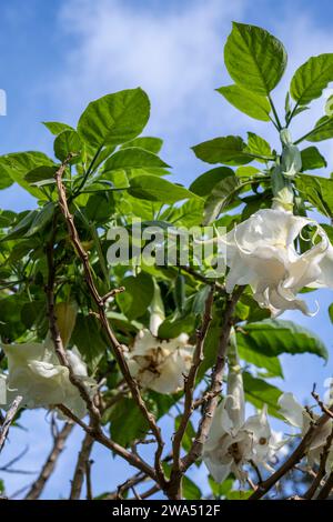 Brugmansia arborea, la trompette de l'ange, est une espèce de plante à fleurs de la famille des Solanacées. L'UICN a classé Brugmansia arborea comme Extinct Banque D'Images