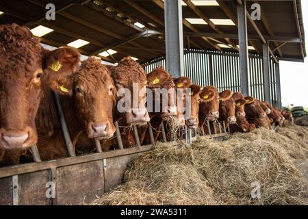 Vaches du Devon du Sud dans un hangar à bétail Banque D'Images