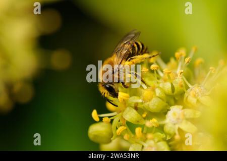 Abeille lierre, Colletes hederae, collecte du pollen du lierre, Suffolk Banque D'Images