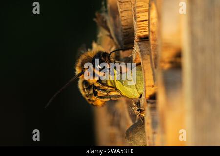 Abeille coupeuse de feuilles, Megachile centuncularis, enlevant le matériel de nidification de la maison d'abeilles, Norfolk, Royaume-Uni Banque D'Images