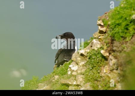 Razorbill, Alca torda, perché au bord d'une falaise, Bempton Cliffs, Yorkshire, Royaume-Uni Banque D'Images