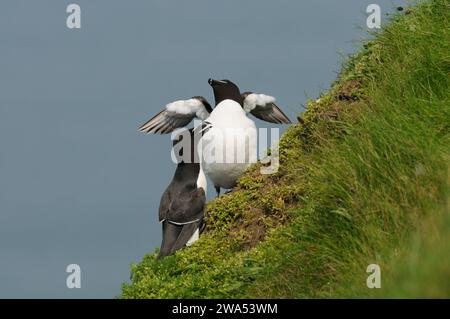 Razorbill, Alca torda, paire perchée au bord d'une falaise, Bempton Cliffs, Yorkshire, Royaume-Uni Banque D'Images