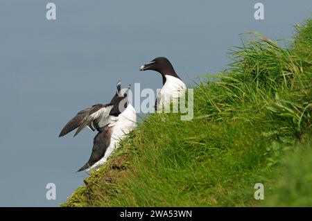 Razorbill, Alca torda, paire perchée au bord d'une falaise, Bempton Cliffs, Yorkshire, Royaume-Uni Banque D'Images