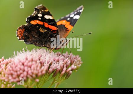 Papillon amiral rouge, Vanessa atalanta, nectaring sur le chanvre agrimony, Strumpshaw Fen, Norfolk Banque D'Images