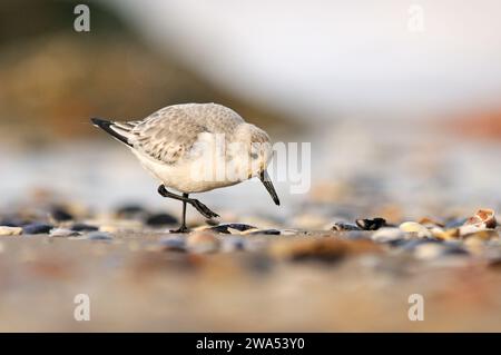 Sanderling, Calidris alba, Hunstanton, Norfolk Banque D'Images