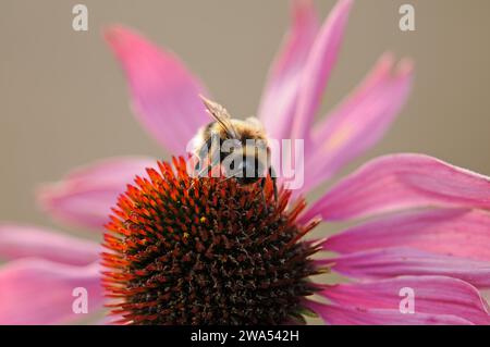 Bourdon à queue blanche, Bombus lucorum, sur fleur d'échinacée, Norfolk Banque D'Images