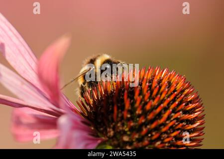 Bourdon à queue blanche, Bombus lucorum, sur fleur d'échinacée, Norfolk Banque D'Images