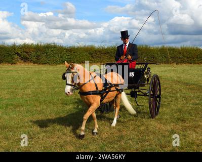 Chariot conduisant Gig avec un seul cheval et chauffeur dans le champ. Banque D'Images