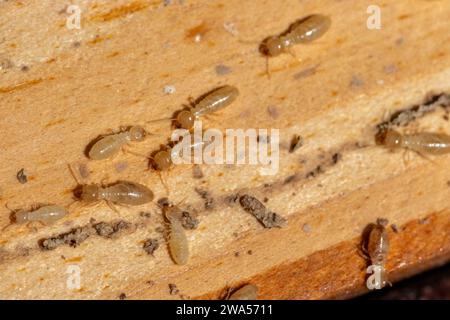 Reticulitermes flavipes, Termite souterraine orientale Banque D'Images