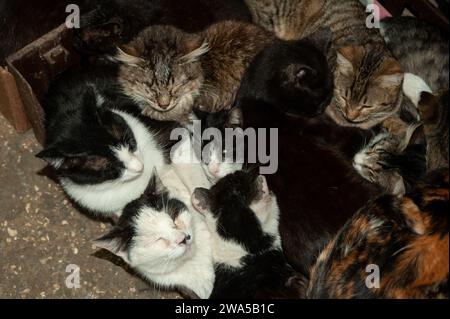 Une grande variété de chatons sauvages se blottissent ensemble pour trouver de la chaleur pendant le temps de sommeil de l'après-midi sur un trottoir de Jérusalem. Banque D'Images