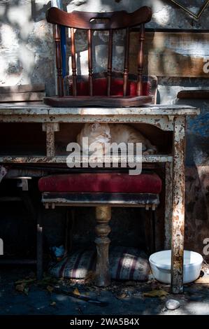 Un chat sauvage, adulte et gingembre trouve un coin confortable pour une sieste dans la fente du tiroir d'un bureau abandonné. Banque D'Images