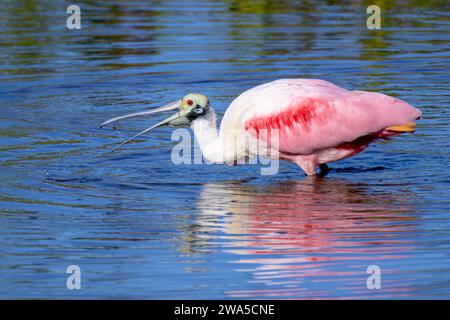 Spatule de Roseate (Platalea ajaja)attraper la nourriture dans l'eau avec réflexion, île de Merrit, Floride, États-Unis. Banque D'Images