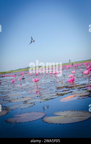 Oiseaux survolant lotus au lac Red Lotus, Udon thani, Thaïlande Banque D'Images