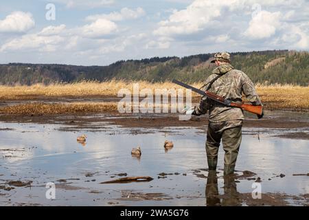 Un oiseau aquatique avec un appât de canard dans sa main se tient sur une eau peu profonde boueuse. Il se prépare pour la chasse et arrange les canards en plastique. Banque D'Images