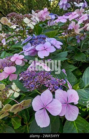 Gros plan de lacecap rose et bleu hortensia macrophylla fleur fleurs fleuries en fleurs en été Angleterre Royaume-Uni GB Grande-Bretagne Banque D'Images