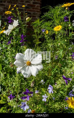 Gros plan de fleurs cosmos blanches fleurissant dans une frontière d'été mixte Angleterre Royaume-Uni GB Grande-Bretagne Banque D'Images