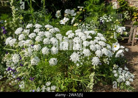 Gros plan de fleurs blanches ammi majus fleurissant dans une frontière d'été mixte Angleterre Royaume-Uni GB Grande-Bretagne Banque D'Images