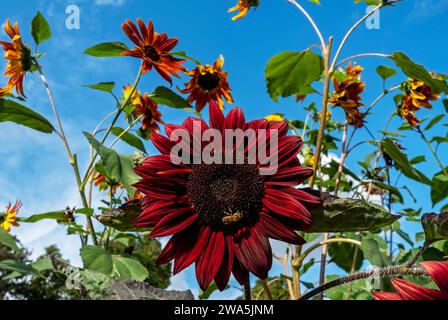 Gros plan d'une abeille de miel sur tournesols rouge orange pollen tournesol fleur 'Clarett' poussant dans un jardin en été Angleterre Royaume-Uni GB Grande-Bretagne Banque D'Images