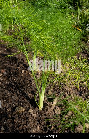 Gros plan de jeunes plantes de fenouil foeniculum vulgare poussant dans le jardin potager d'herbe en été Angleterre Royaume-Uni GB Grande-Bretagne Banque D'Images