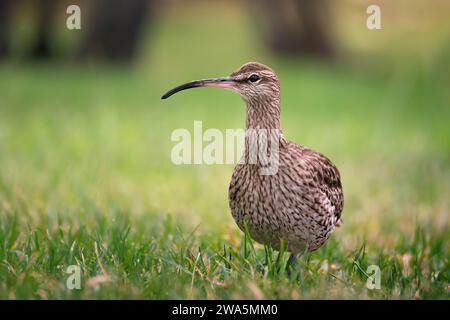 Eaurasien unique ou commun whimbrel - Numenius phaeopus en habitat naturel Banque D'Images