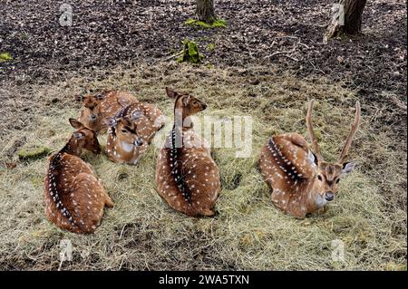 Un groupe de cerfs reposant dans la forêt Banque D'Images