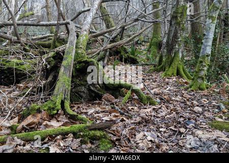 Mousse luxuriante couvrant les arbres dans les bois Banque D'Images