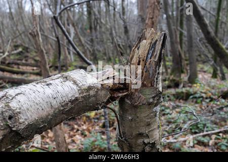 Bouleau argenté cassé dans les bois Banque D'Images