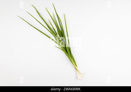 Les jeunes oignons verts sont isolés sur un fond blanc. Banque D'Images