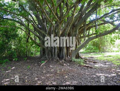 Ficus chirindensis figuier au Zimbabwe. Crédit : Vuk Valcic/Alamy Banque D'Images