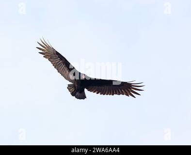 Vautour de dinde volant dans le ciel bleu avec des ailes écartées large Banque D'Images