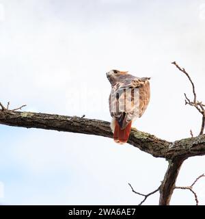 Faucon à queue rouge perché sur une branche d'arbre regardant par-dessus l'épaule gauche Banque D'Images